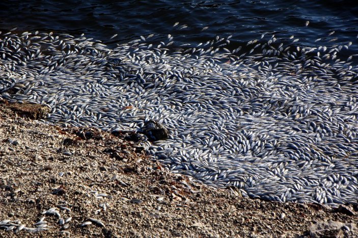 Bolu’da, tabiat parkındaki balık ölümlerine yönelik inceleme başlatıldı