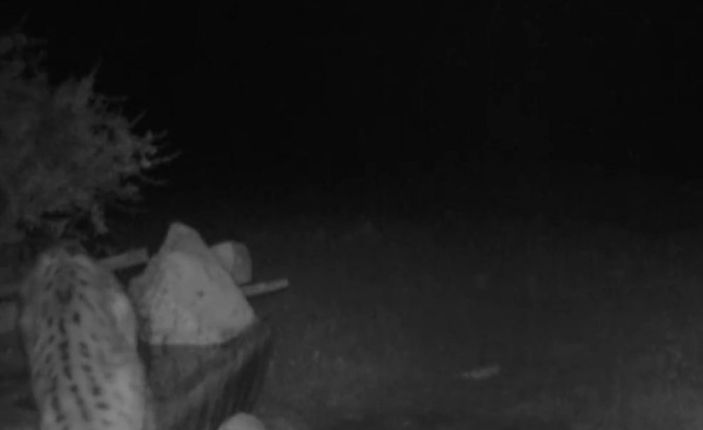 Antalya'da yaban hayatı fotokapanda