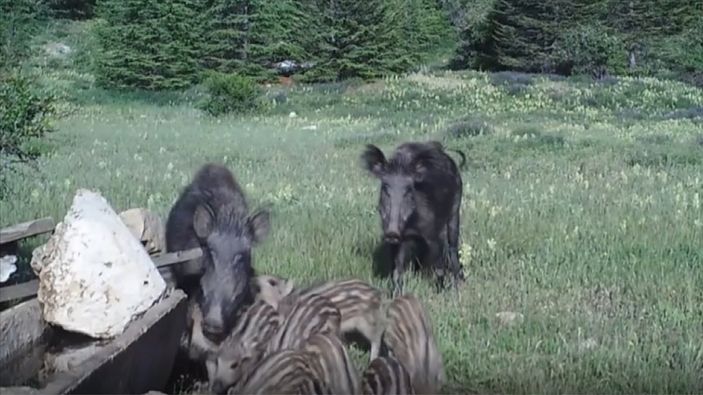 Antalya'da yaban hayatı fotokapanda