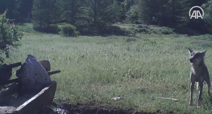 Antalya'da yaban hayatı fotokapanda