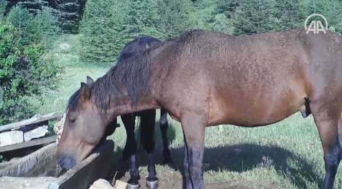 Antalya'da yaban hayatı fotokapanda