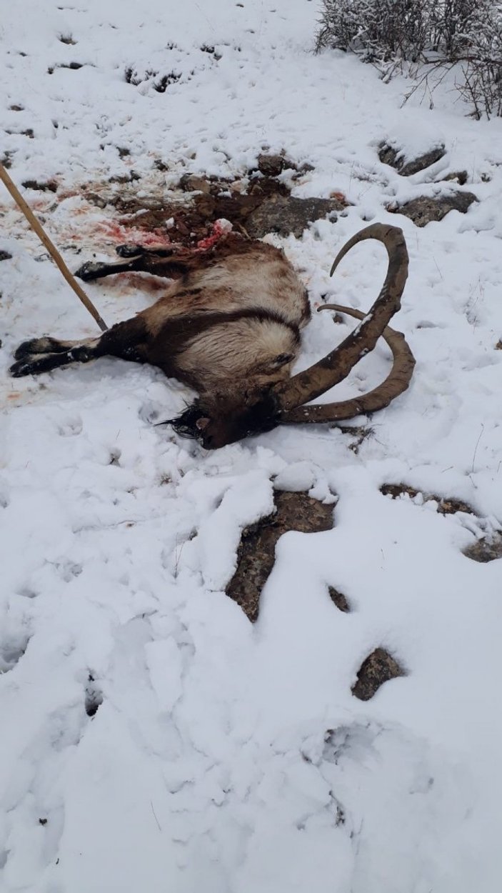 Kayseri'de sürü halinde gezen dağ keçilerine kurt saldırdı