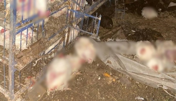Şanlıurfa'da tavuk yüklü otomobil, hafif ticari araçla çapıştı: 4 yaralı