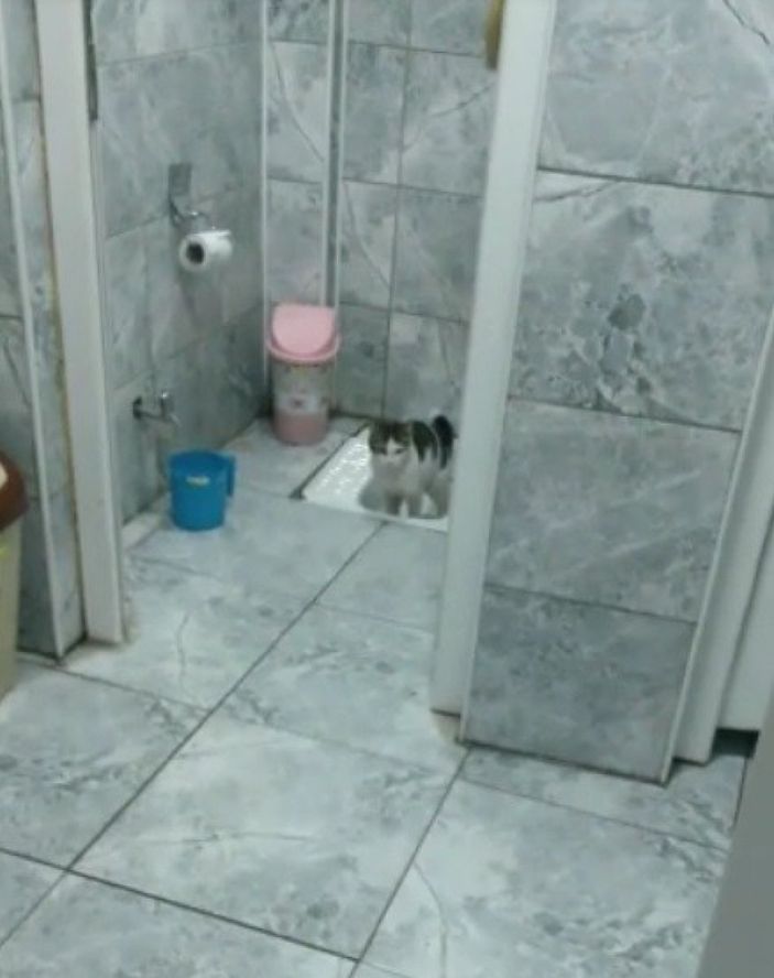 Bilecik'teki kedi görenleri şaşkına uğrattı