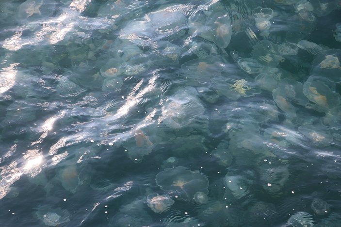 Marmara Denizi'nde denizanası istilası