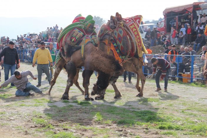 i Aydın'daki deve güreşlerinde zor anlar yaşandı
