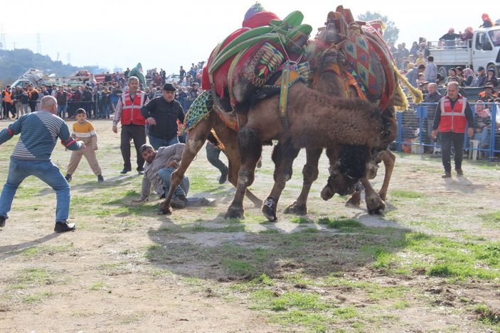i Aydın'daki deve güreşlerinde zor anlar yaşandı