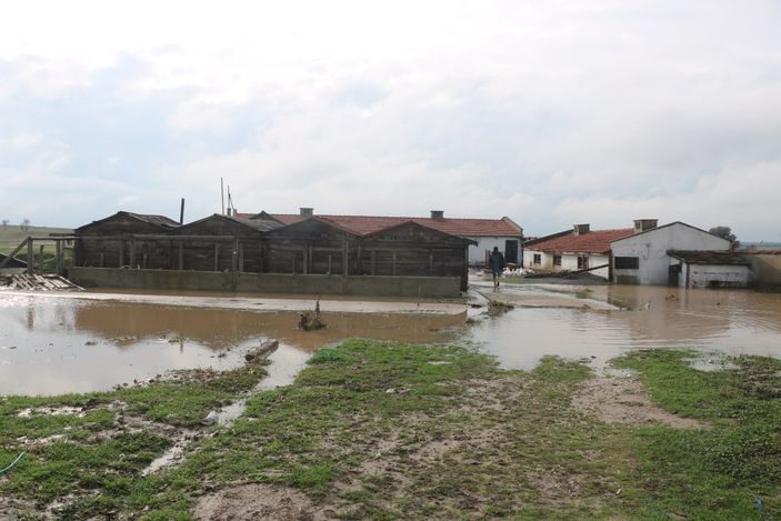 i Edirne'de hayvanlar telef oldu