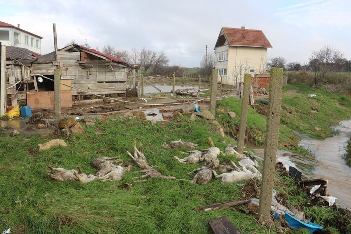 i Edirne'de hayvanlar telef oldu