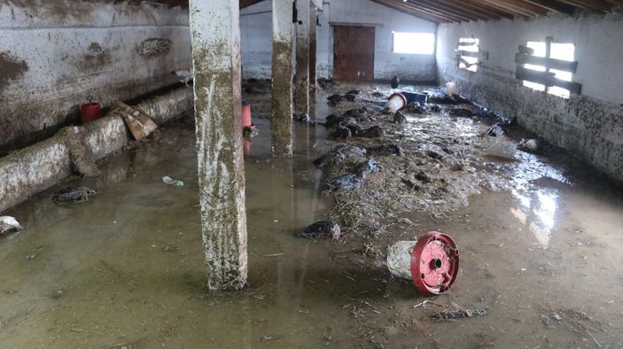 i Edirne'de hayvanlar telef oldu