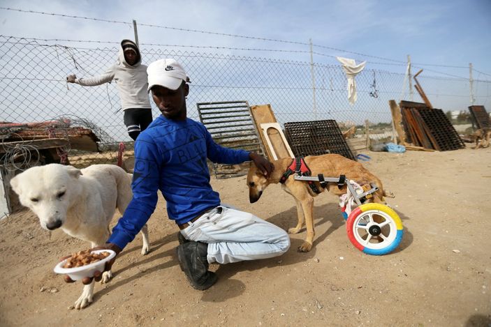 Gazze'deki engelli hayvanlar için çocuk bisikletleri kullanılıyor
