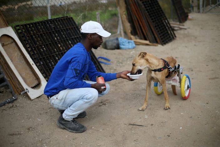 Gazze'deki engelli hayvanlar için çocuk bisikletleri kullanılıyor