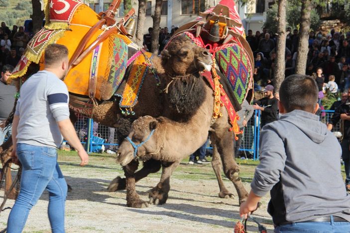 i Aydın'daki deve güreşlerinde zor anlar yaşandı