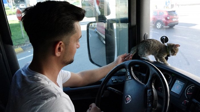 Trabzon’da araçtan fırlatılan kedi, tır şoförünün yol arkadaşı oldu