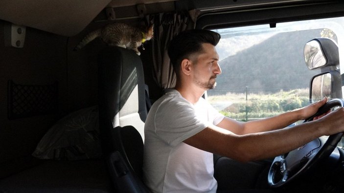 Trabzon’da araçtan fırlatılan kedi, tır şoförünün yol arkadaşı oldu