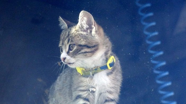 Trabzon’da araçtan fırlatılan kedi, tır şoförünün yol arkadaşı oldu