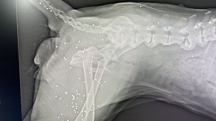 Bodrum'da kalçası kırılan köpeğin tüfekle vurulduğu belirlendi