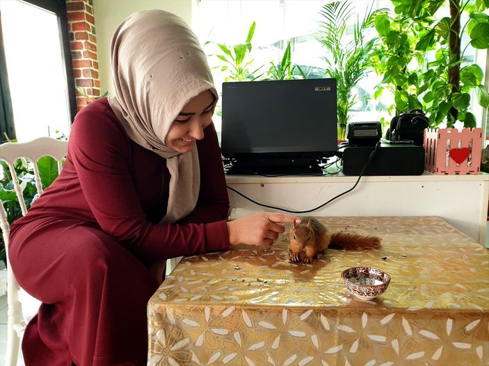 A Osmaniye'de sincap yavrusunu yanından ayırmıyor