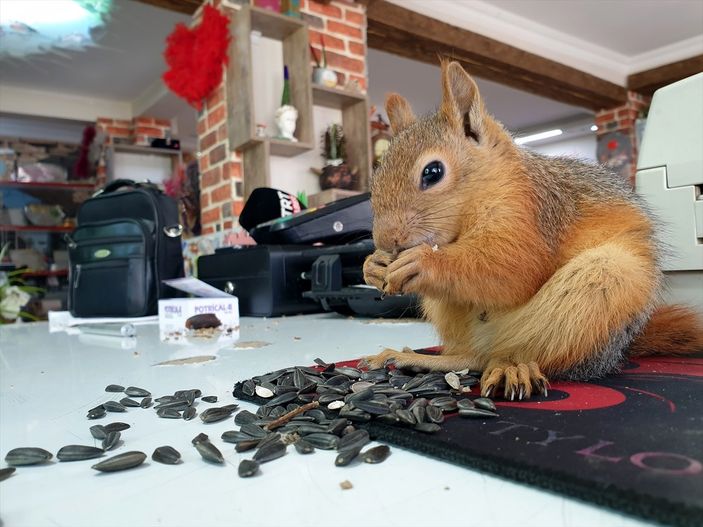 A Osmaniye'de sincap yavrusunu yanından ayırmıyor