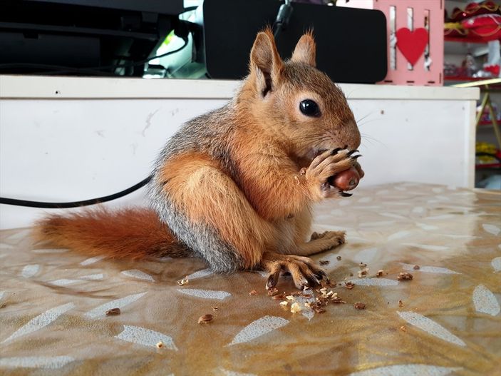 İ Osmaniye'de sincap yavrusunu yanından ayırmıyor