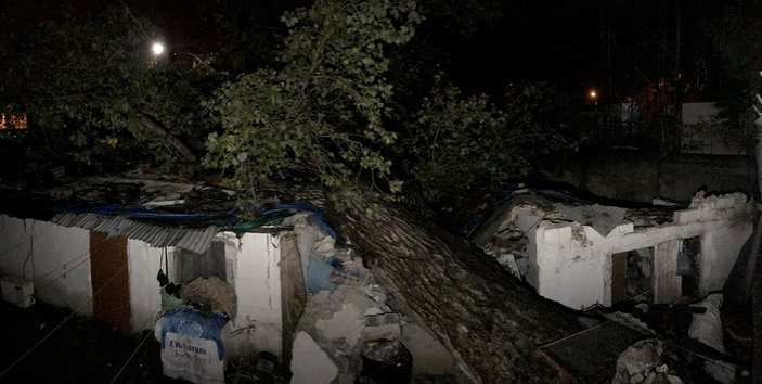 Adana'da ağaç, evlerin üzerine devrildi