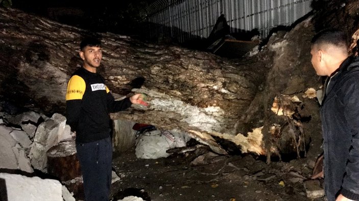 Adana'da ağaç, evlerin üzerine devrildi