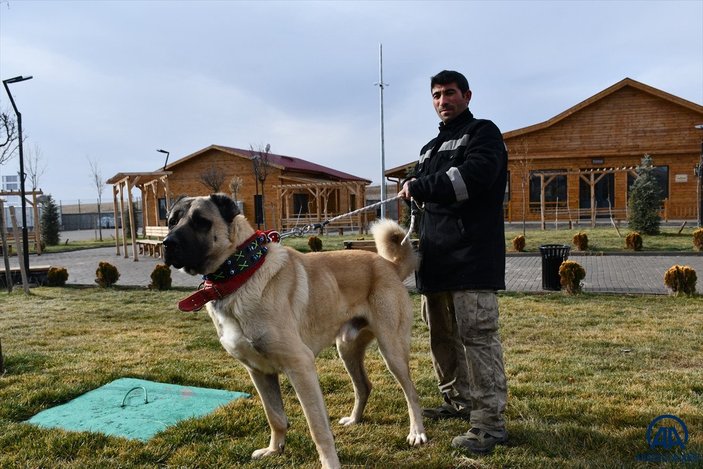 Sivas'ta kangal çiftliğinin gözdesi Cesur'un yavruları için 200 kişi sırada