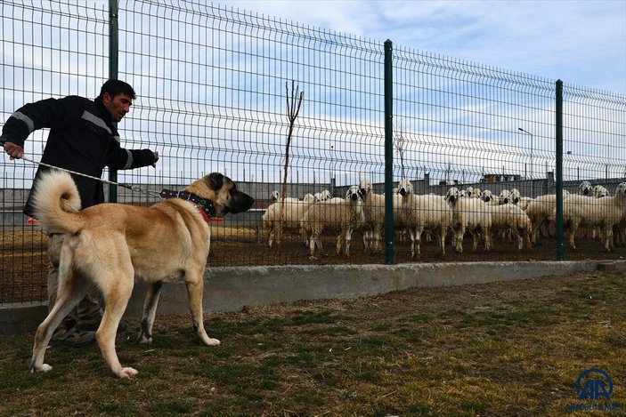 Sivas'ta kangal çiftliğinin gözdesi Cesur'un yavruları için 200 kişi sırada