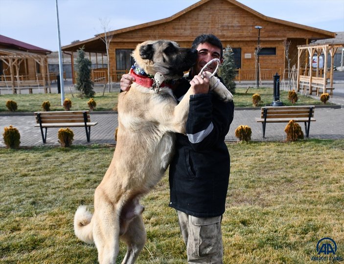 Sivas'ta kangal çiftliğinin gözdesi Cesur'un yavruları için 200 kişi sırada