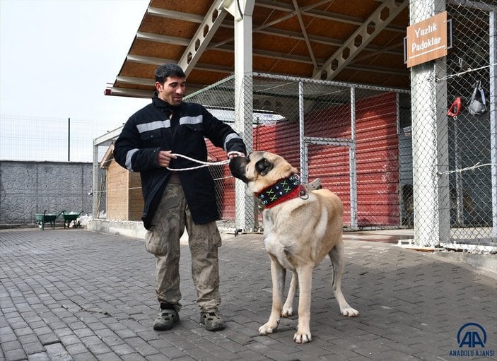 Sivas'ta kangal çiftliğinin gözdesi Cesur'un yavruları için 200 kişi sırada