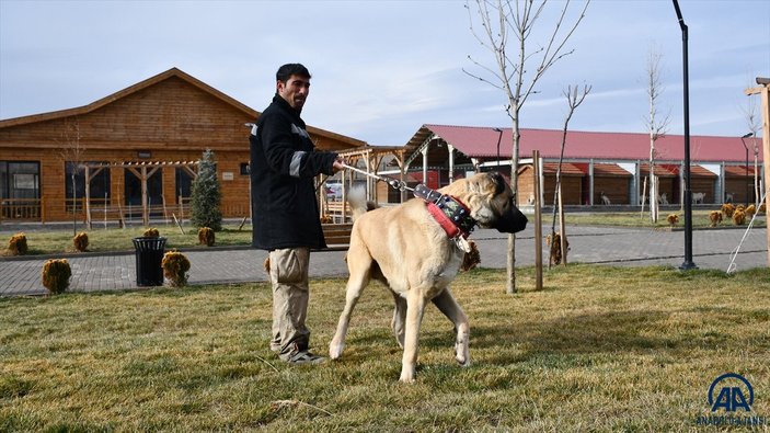 Sivas'ta kangal çiftliğinin gözdesi Cesur'un yavruları için 200 kişi sırada