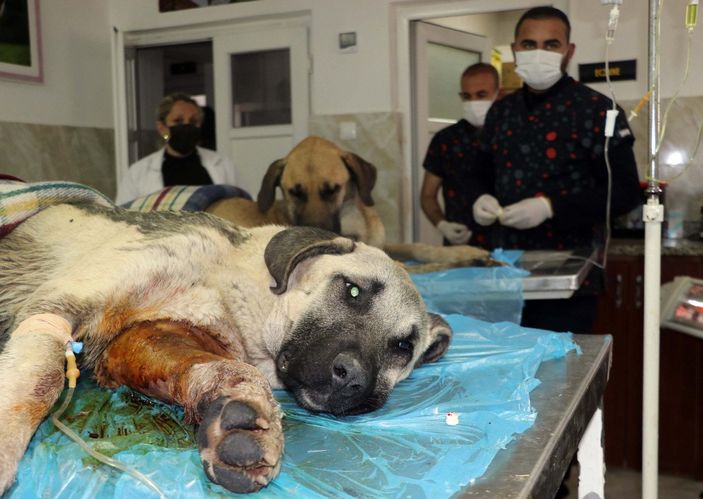 d Gaziantep’te tavukları yiyorlar gerekçesiyle 2 köpeği tüfekle vurdu