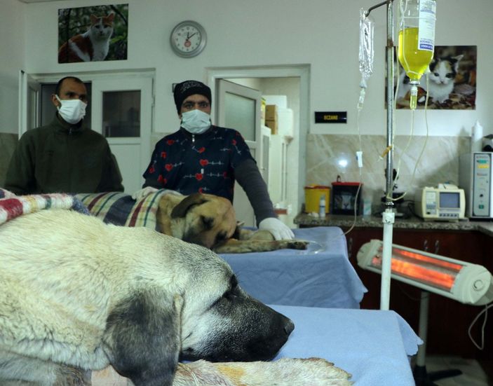 d Gaziantep’te tavukları yiyorlar gerekçesiyle 2 köpeği tüfekle vurdu