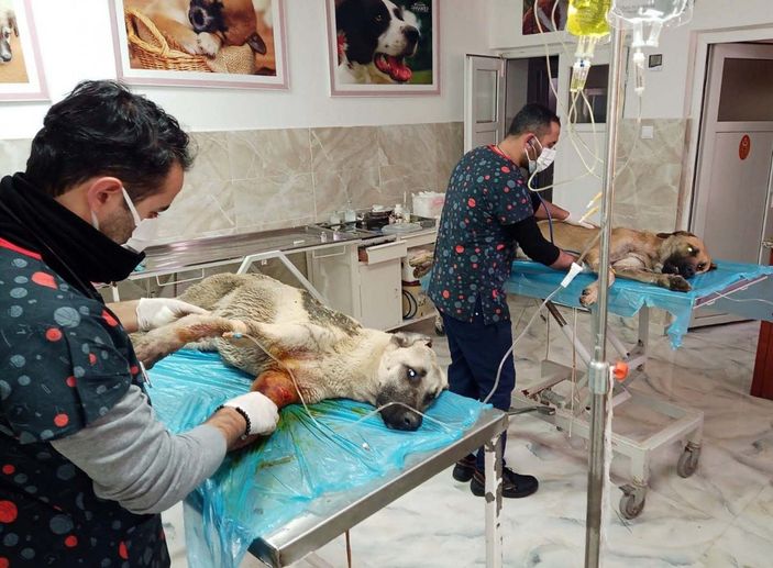 d Gaziantep’te tavukları yiyorlar gerekçesiyle 2 köpeği tüfekle vurdu