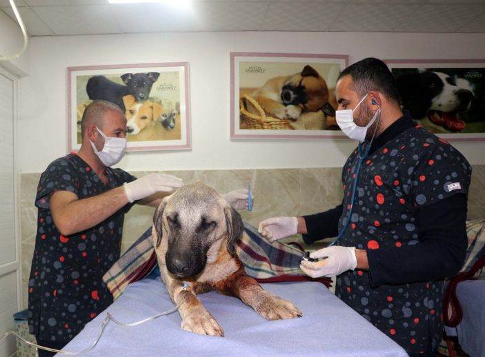 d Gaziantep’te tavukları yiyorlar gerekçesiyle 2 köpeği tüfekle vurdu