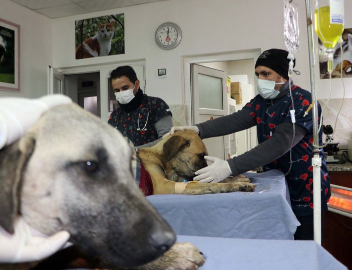 d Gaziantep’te tavukları yiyorlar gerekçesiyle 2 köpeği tüfekle vurdu
