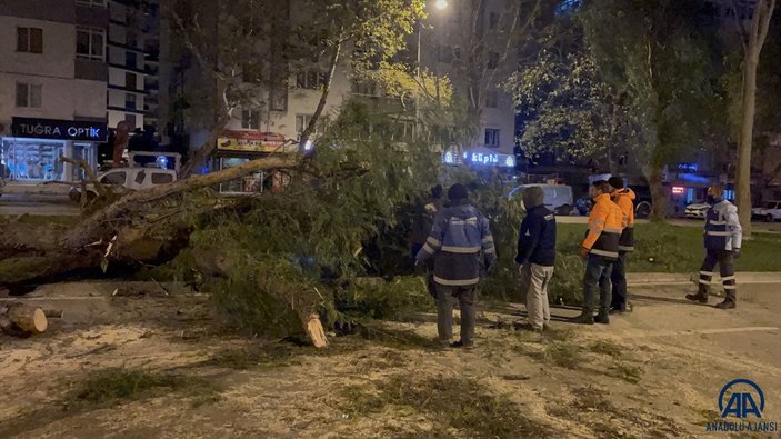 İzmir'de şiddetli rüzgar çok sayıda ağacı devirdi