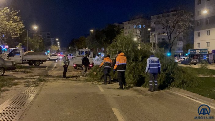 İzmir'de şiddetli rüzgar çok sayıda ağacı devirdi