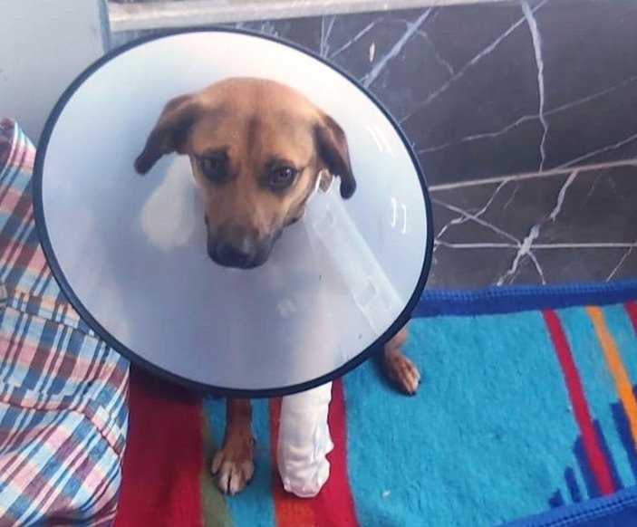 Balıkesir'de öğrenciler yaralı köpek için bir köşe hazırladı