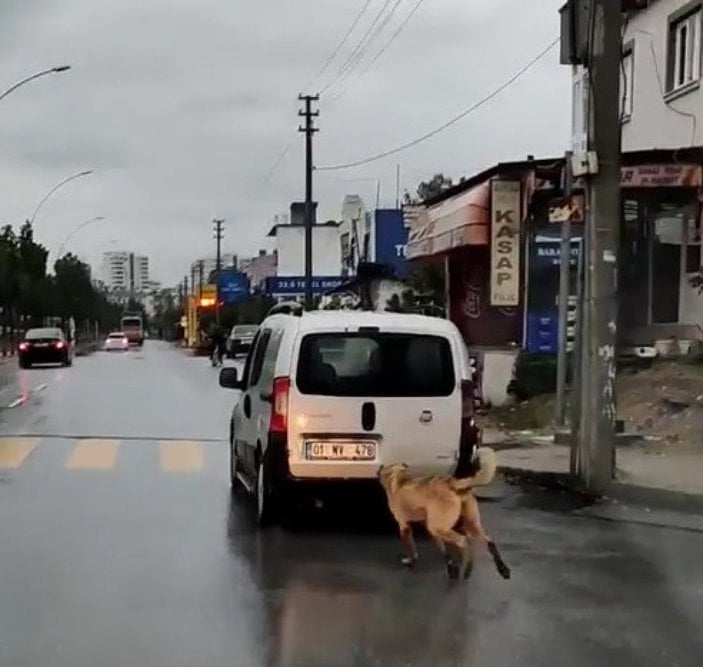 Mersin’de sürücü köpeği aracının arkasına bağladı