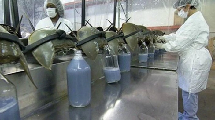 Korona aşılarında kullanılan at nalı yengeçlerinin nesli tükeniyor