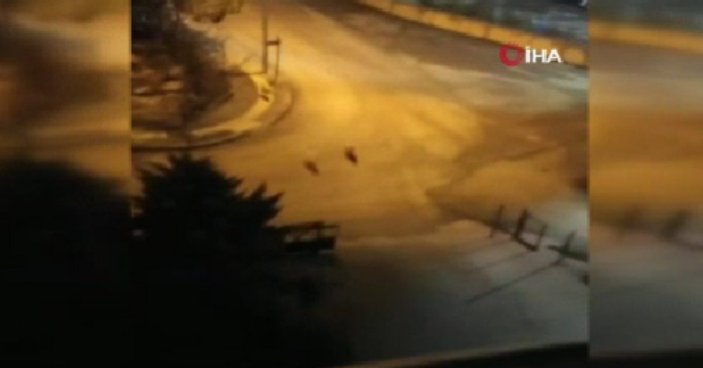 Ankara'da sokak köpekleri çocuğa saldırdı
