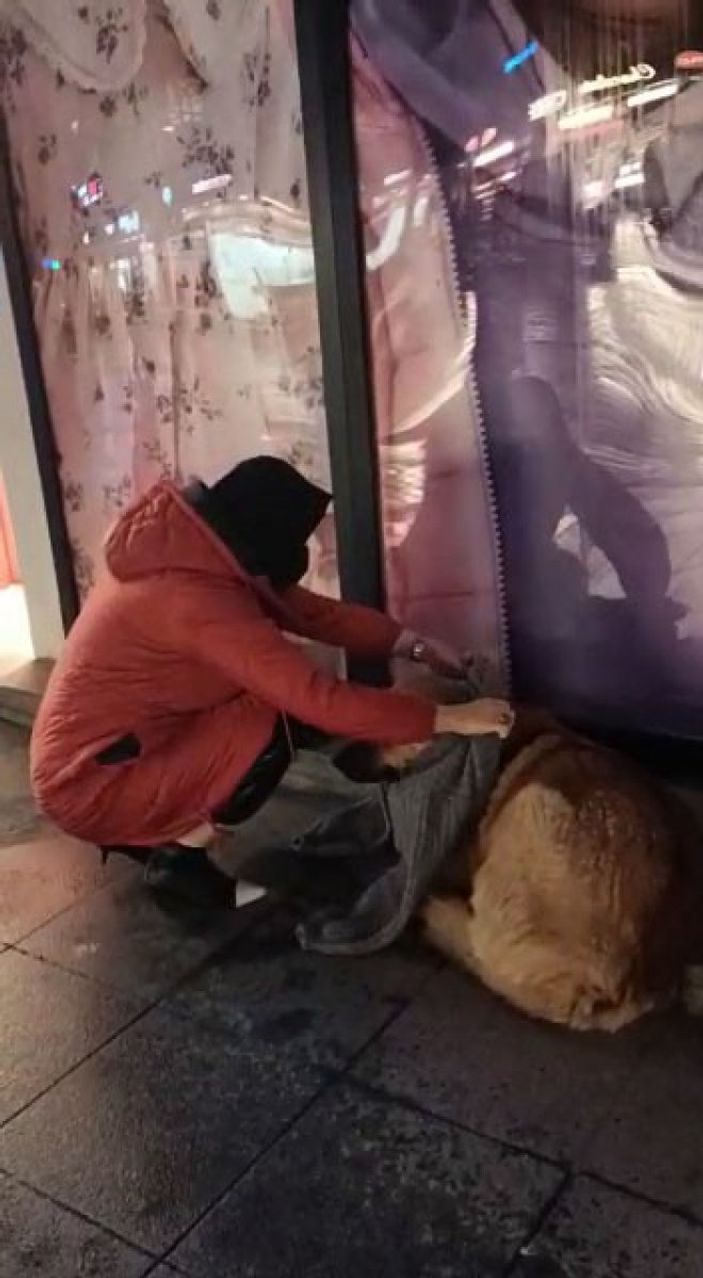Bolu'daki kadın, üşüyen sokak köpeğini mağazadan giydirdi