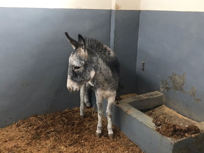 Elazığ'da saldırıya uğrayan sıpa hastanenin maskotu oldu