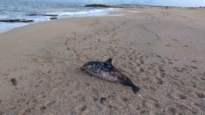 Arnavutköy'de kıyıya yunus balığı vurdu