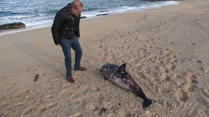 Arnavutköy'de kıyıya yunus balığı vurdu