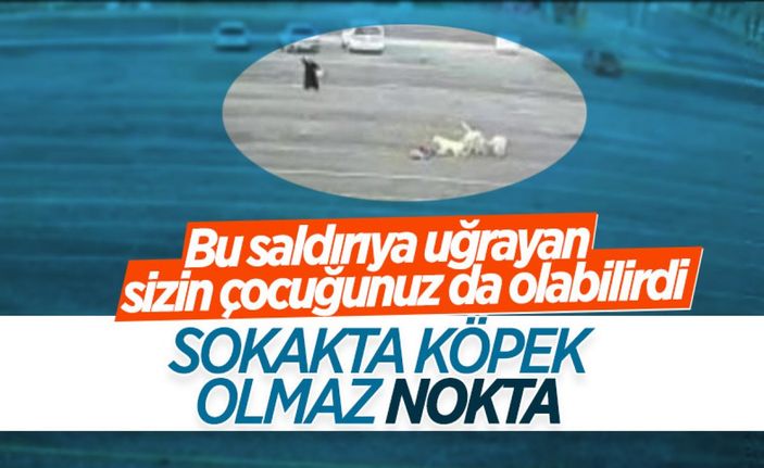 Cumhurbaşkanı Erdoğan'dan belediyelere sokak köpeği talimatı