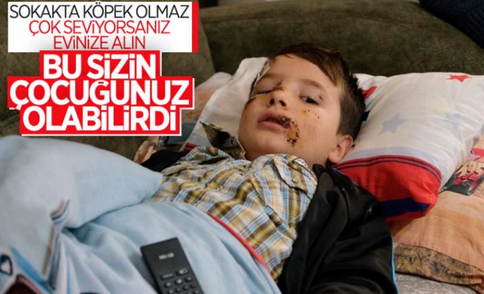 Cumhurbaşkanı Erdoğan'dan belediyelere sokak köpeği talimatı
