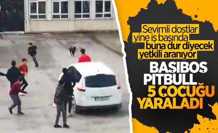 Cumhurbaşkanı Erdoğan'dan belediyelere sokak köpeği talimatı