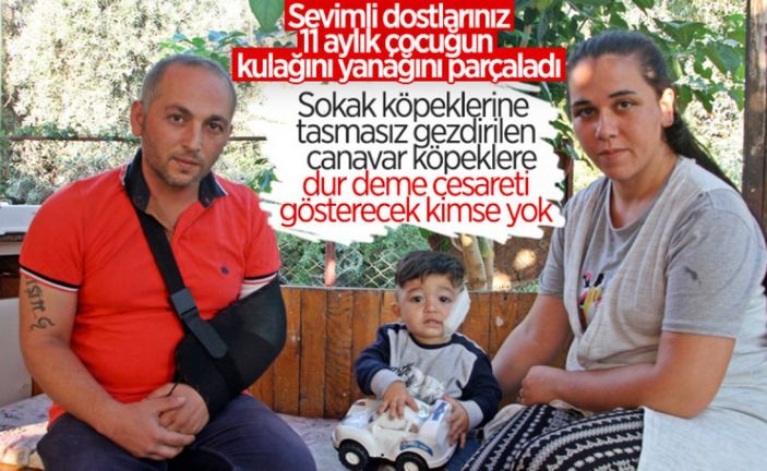 Cumhurbaşkanı Erdoğan'dan belediyelere sokak köpeği talimatı